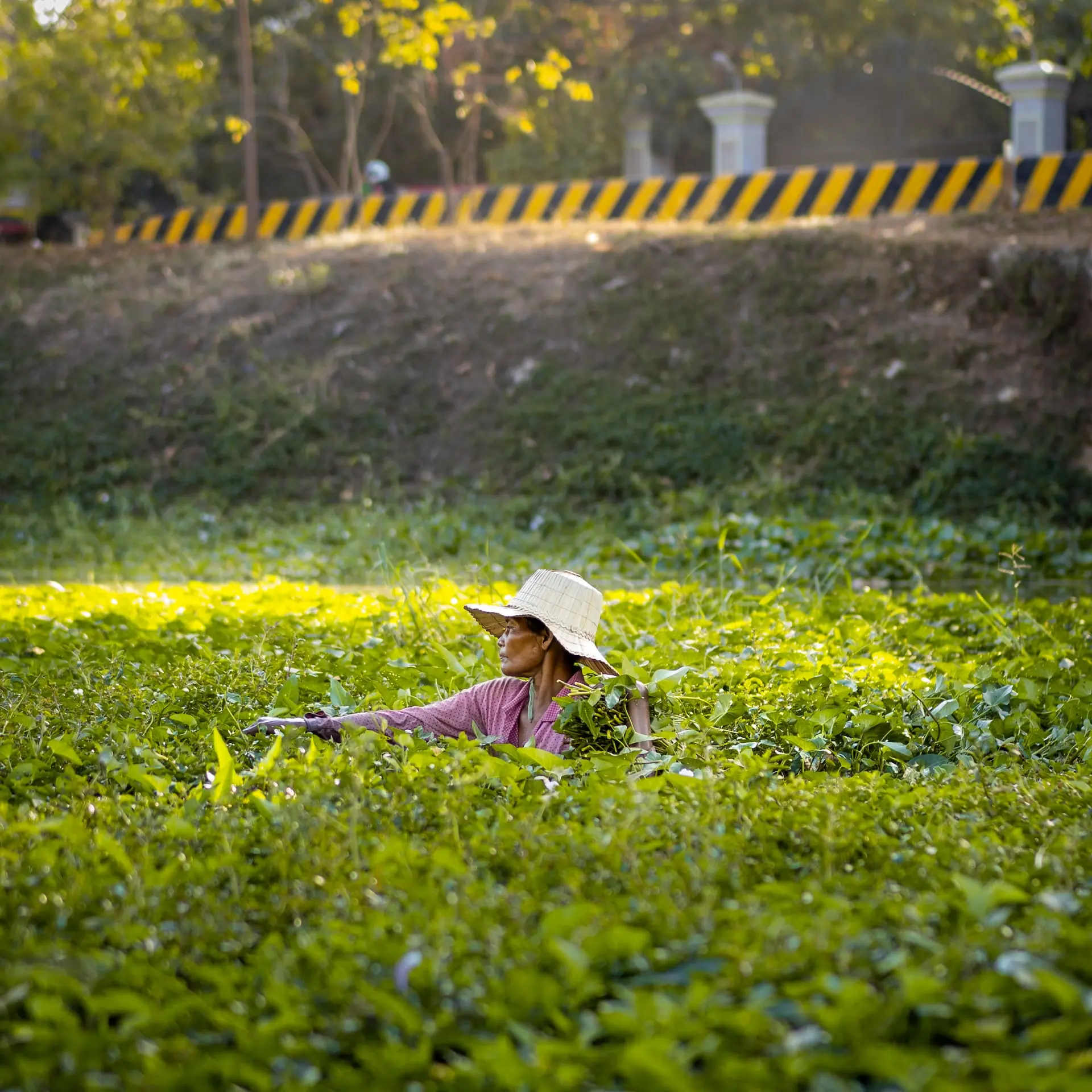 Cambodia Wildlife Sanctuary and Countryside Tour